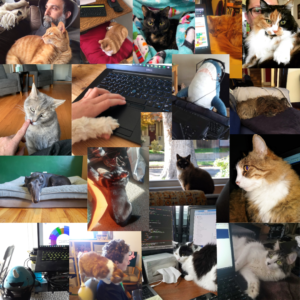 Compilation of animal photos from bepress staff working from home